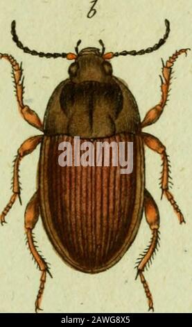 Favnae insetttorvm Germanicae initia, oder, Deutschlands Insecten . ( ^r aöu^ Jlethiovr Jxiicjelanrt CARABVS Aetliiops. Der Mohren - Laufkäfer, CarahiS J^eihlops: Aparus ater, thorace fuborbiculato ^ elytris depieHIs ffriatiijapice latioribus. CarahiS Jethps: Aparus thorace poftice lotundo niger nitidus, coleopts obovatis fulcatis. KUG, n. 38« Habitat - - - Totus ater nitidus immaculatus. Caput exfertum nitidum atrum. Thoraxdorfo canaliciilatus fuboibiculanis. Elytra ftriata atra nitida apice latiora, Pede»atri. Cor) US fubtus atrum nitidum. A» Mdgnitudo naturalis, n. Eadem aucta. %0,. C Foto Stock