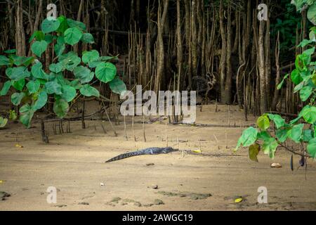 Coccodrillo di estuarina giovanile (Crocodylus porosus) che si sdraia su pazzo sulle rive del fiume Johnstone, Queensland del Nord Foto Stock