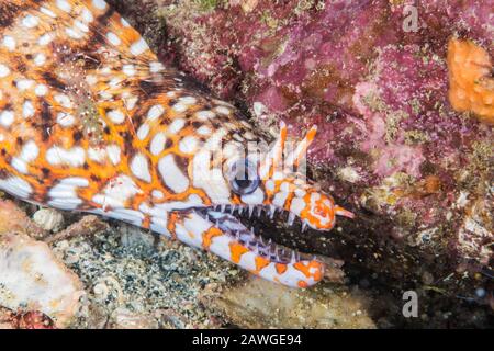 Stazione di pulizia: Gamberi puliti (Urocaridella antonbrauni) e leopardo moray eel (Enchelycore pardalis) Kushimoto, Wakayama, Giappone Foto Stock