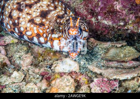 Stazione di pulizia: Gamberi puliti (Urocaridella antonbrauni) e leopardo moray eel (Enchelycore pardalis) Kushimoto, Wakayama, Giappone Foto Stock