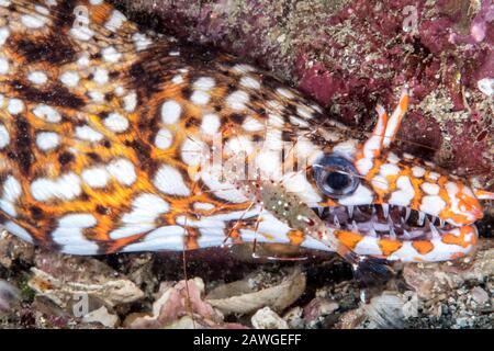 Stazione di pulizia: Gamberi puliti (Urocaridella antonbrauni) e leopardo moray eel (Enchelycore pardalis) Kushimoto, Wakayama, Giappone Foto Stock