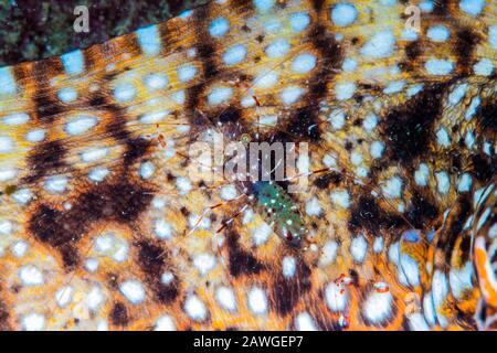 Stazione di pulizia: Gamberi puliti (Urocaridella antonbrauni) e leopardo moray eel (Enchelycore pardalis) Kushimoto, Wakayama, Giappone Foto Stock