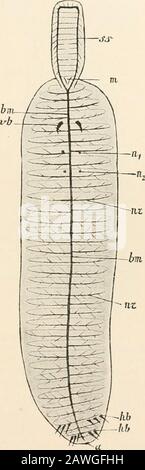 Testo-libro di anatomia comparativa sistema nervoso del (Fig. 148) merita particolare attenzione, distintamente marcato supra - cesofagealglion o cervello sta volendo. L'esofago è molto allungato, in keepingwith la grande lunghezza del prostomium.Its due arti (communises esofagee), che corrono lateralmente nel prostomio (pro-boscis), arido che si coalisce alla sua anteriorend, danno numerosi rami alzarsisia l'esterno che l'interno; i thosebrams che corrono dorsalmente verso l'interno sono rappresentativi di commissure trasversali tra i thelimbs dell'anello esofageo. Sotto e BE- fig. 148.-Nervoso Foto Stock