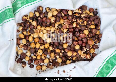 Corylus avellana. Nocciole arrosto su un asciugamano per preparare una crema di cioccolato vegano alla nocciola fatta in casa Foto Stock