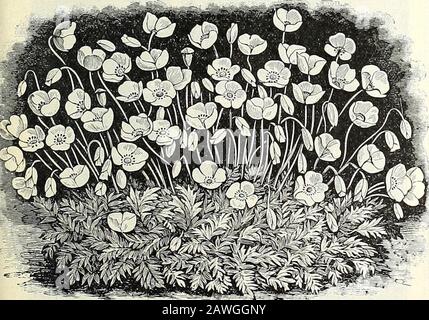 Listino prezzi all'ingrosso di Dreer : bulbi piante semi di fiori semi vegetali semi di erba fertilizzanti, insetticidi, utensili, ecc . Dolce WILLIAM Tr. IberisQibraltarica ibridi 15 Sempervirens. Bianco 15 Iris Ksmpferi. Iris Giapponese Misto 20 Lathyrus Latifolius. Rosa Rosato Bellezza Rosa. Albus rosa e bianco. Bianco Misto. Tutti i colori Splendens (Pride of California) 30 Lavandula vera. La Vera Lavanda 10 Liatris. Misto 20 Linaria Cymbalaria (Kenilworth Ivy) 25 Alba. Bianco 30 Linum Flavum 25 Perenne 10 Lobelia Cardinalis (Fiore Cardinale). ... 30 Ibridi. Misto 50 Regina Vittoria 50 Lupinus. Perenni m Foto Stock