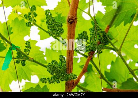 Immagine delle piante di uva in fase germoglio - closeup Foto Stock