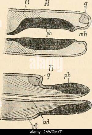 Testo-libro di anatomia comparativa. Contrazione del tubo dermo-muscolare, o mediante trazione di speciali procattrici della faringe. Il prelievo viene effettuato mediante appositi riavvolgitori. Questa è la disposizione più comune dell'apparecchio faringeo (Fig. 132). 2. La porzione anteriore di pelle morbida è desiderosa, o è molto debolmente sviluppata. La bocca poi conduce quasi direttamente nella muscolo-faringe, che è essa stessa evaginata in modo che quando sporge la sua superficie interna si trovi all'esterno (per esempio nella Capitellidce, Fig. 133). 3. L'apparato faringeo è costituito da due porzioni, una superiore Foto Stock