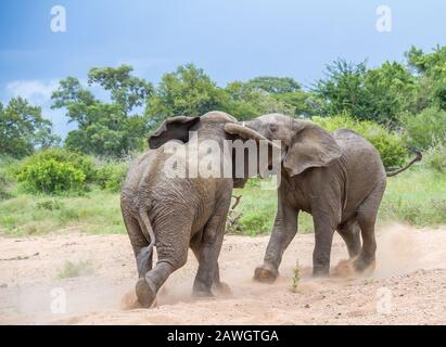 Due giovani tori africani elefante in un'immagine di confronto in formato orizzontale Foto Stock