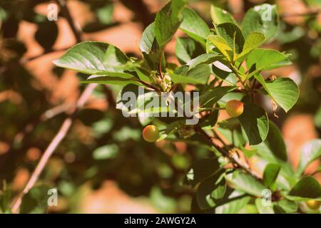 Bacche di maturazione su rami di ciliegio nel giardino estivo. Stile retrò tonato Foto Stock