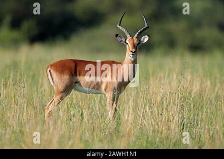 Impala antilope maschile (Aepyceros melampus) in habitat naturale, Sudafrica Foto Stock