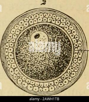 L'evoluzione dell'uomo : esposizione popolare dei principali punti di ontogenicità e filogenesi umana . Fig. 330, A. Fig. 330, B. Foto Stock