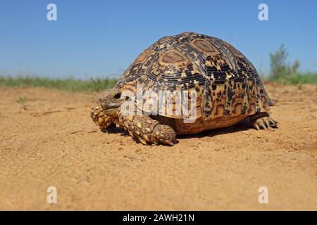 Leopard tartaruga (Stigmochelys pardalis) in habitat naturale, Sud Africa Foto Stock