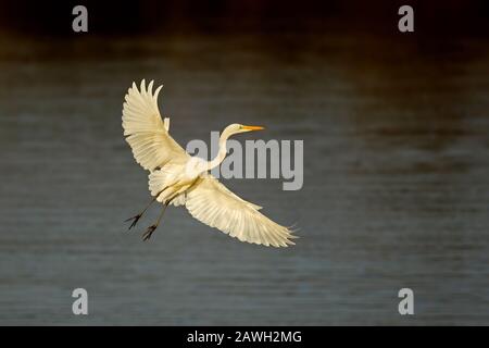 Grande egret occidentale (Ardea alba) in volo, Parco Nazionale Kruger, Sud Africa Foto Stock