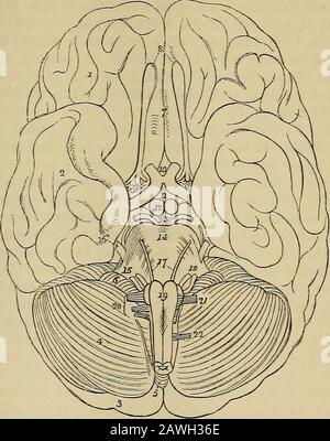 Il vademecum anatomico del vade : un sistema di anatomia umana. Separazionedal coltello, e lasciare il corpo pituitario in situ, da esaminare con la base del cranio. La corpora albica?itia (mammonillaria, pisiformia, bulbi fornicis) areadue corpi bianchi convessi, aventi forma e dimensioni di piselli, situati dietro il tuber cinereum, e tra la crura cerebri. Essi fanno parte della crura del fornice, che, dopo la loro origine dal thethalami optici, discendono alla base del cervello, e facendo un suddencurve su se stessi prima alla loro ascesa ai lateralventricoli, costituiscono la corp Foto Stock