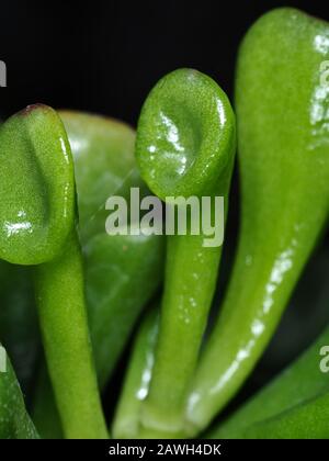 La jade tromba (Crassula ovata 'Gollum') lascia da vicino Foto Stock