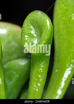 La jade tromba (Crassula ovata 'Gollum') lascia da vicino Foto Stock
