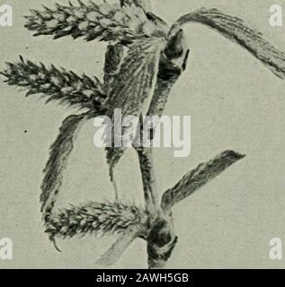 Il fiore e l'ape; vita vegetale e impollinazione . Fig. 7. Betulla Gialla. Betiila luteA, fertili catkins; B, catkins di resistenza. Un albero eolico impollinato IL FIORE E L'APE diversi fiori e fiori-grappoli o sullo stesso albero o su alberi diversi. I fiori fertili sono anche più alti sul ramo che la sterile. Anche nell'almo una parte dei fiori sono non isessuali. Gli stigmi sono in una condizione ricettiva due o tre, o anche quattro o cinque, giorni prima dell'anthersopen, o a volte gli anthers possono maturare prima del stigmas.The i fiori pistillati, solitari o in grappoli, Foto Stock