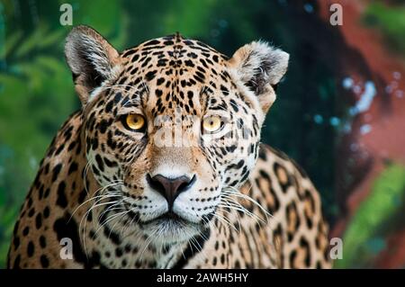 Tormentare la jaguar maschio Foto Stock