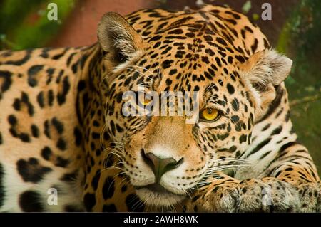 Tormentare la jaguar maschio Foto Stock