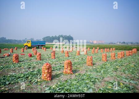 Cavolo kohlrabi raccolto pronto per l'esportazione in sacchi a maglie sul campo. Foto Stock