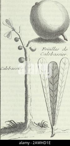 Nouveau voyage aux isles de l'Amérique ... . , Higuero.tioa- Son écorcà eft blanchâtre & raboreufe -,fon bois eft Plus coriace que dur , ilvient mieux de bouture que de graine ,èc porte bien plutôt il fe tranfplanteaifement. Jen ai vu de très-grands &gros quon avoit changé de Place deuxou trois fois fans quils en eurent reçula moindre incomcommodité. SES branchesfont longues & toutes unies, cFT-a-direquelles ne font point garnies de menusbranchages. SES feuilles qui font enquantité, ont quatre à cinq pouces7delongueur, étroites par le bout qui lesjoint à la branche, più larges , arrondies & co Foto Stock
