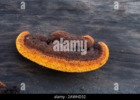 Gloeophyllum Sepiarium, Rusty Gilled Polyporo, che cresce sul tronco di un albero di conifere morto, lungo le rive del fiume Kootenai, a Troy, Montana. Foto Stock