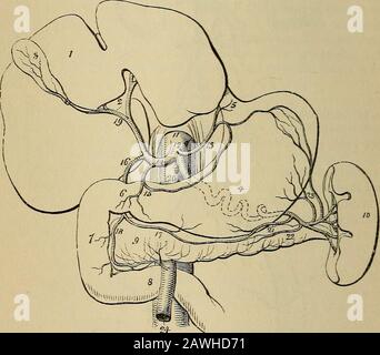 Il vademecum dell'anatomista : un sistema di anatomia umana . che passa verso l'esterno verso il rene destro.8. Le arterie lombari. 9. L'arteria mesenterica superiore. 10. Le arterie due-permatiche. 11. Arteria mesenterica inferiore. 12. La sacramedia. 13. Gli iliaci comuni. 14. L'iliaco interno del lato destro.15. L'arteria iliaca esterna. 16. L'arteria epigastrica, 17. L'arteria circum-flexa ilii. 18. L'arteria femorale. 334 ARTEEY SPLENICO. Il Fancreatico-duodenalis si curva lungo il bordo fisso del duodeno, in parte nascosto dall'attacco del pancreas, è distribuito al pancreas A. Foto Stock