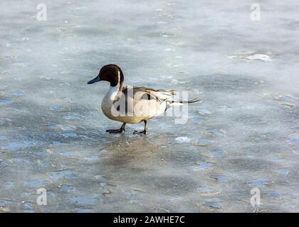 Bella anatra maschio settentrionale pintail a piedi sul lago appena congelato. Bellissimo uccello con piume mozzafiato, lunghe code piume. Retroilluminata, il soggetto è d Foto Stock