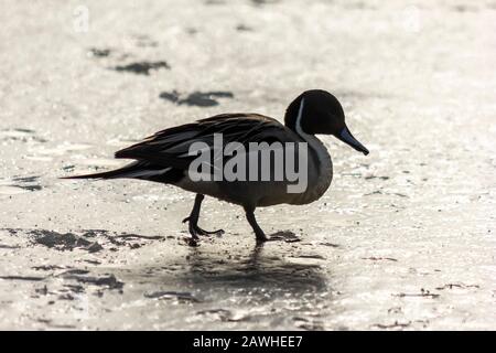 Bella anatra maschio settentrionale pintail a piedi sul lago appena congelato. Bellissimo uccello con piume mozzafiato, lunghe code piume. Retroilluminata, il soggetto è d Foto Stock