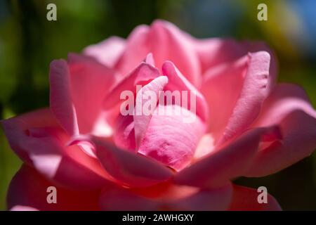 Dettaglio dei petali di un fiore di rosa dolcemente illuminato dal sole estivo, Foto Stock