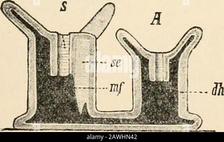 Testo-libro di anatomia comparativa . FIG. Si.-Poldise Stribilaof Aurelia aurita, afterHaeckel. In questo modo si presenta. B Foto Stock