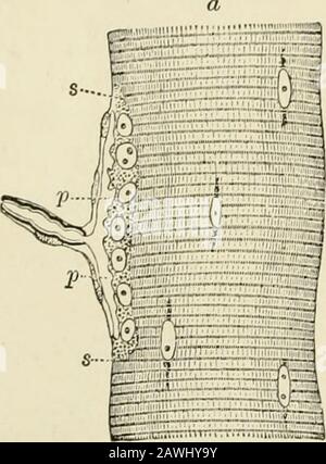 L'anatomia del sistema nervoso, dal punto di vista dello sviluppo e della funzione . il terzo e quarto lumbarnnerves nell'uomo. Ci sono anche fibre viscerali afferenti distribuite ai visceri toracici e ab-dominali per mezzo del ramami bianco dal torace e lombare superiore 62 i nervi DEL SISTEMA NERVOSO. Questi hanno le loro cellule di origine nei gangli spinali e sono continuatiattraverso le radici dorsali nel midollo spinale (Fig. 37). Avremo muchmore da dire circa le componenti viscerali dei nervi spinali nel chapteron il sistema Nervoso Simpatico. Nelle pagine rimanenti di questo Foto Stock