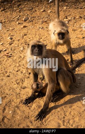 India, Rajasthan, Shekhawati, Udaipurwati, Adaval Valley, Lohargal Dham, Surakund, luogo di pellegrinaggio, scimmie langur a lato della strada Foto Stock