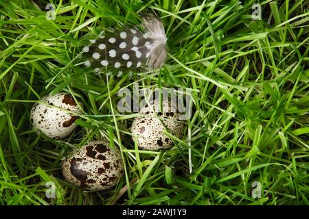 Tre piccole, carine, uova di quaglia variegate e uno speck di piuma sono nascosti nell'erba verde. Primavera vacanza umore. Pasqua. Caccia all'uovo di Pasqua. Christian t Foto Stock