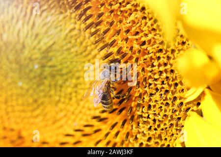 ape su girasole in estate macro stagione Foto Stock