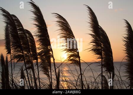 Pampas erba all'alba nel mese di febbraio sulla collina sopra Il porto di Cobb a Lyme Regis. Dorset Inghilterra GB Foto Stock