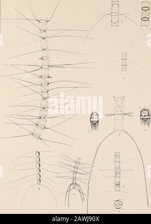 Atlas Der Diatomaceen-Kunde . Vorläufige Erläuterungen zu Dr. A. Schmidts Atlas der Diatomaceenkunde. Tafel 341. Herausgegeben Von Friedrich Hustedt, Brema. Settembre 1921. Vergrößerung 1000fach, wenn nichts bemerkt. 1, .». Westliche Ostsee, r.. B., 580/i.. Chaetoceros contortus Schutt. Al»l). 0 zeigt &lt;li&lt;- charakteristischen diken Borsten. *. 3. Nordsee, r. m. C. anastomosans Grün. 4. Isola, r. m., 580/i.. CH. Similis Cl.5 7. Kattegat, r. m., 5 = M0/i. Ch. Weifsflogi Schutt. 8. Linifjord, Dänemark, r. in., 5M/i. Ch. Pseudoerinitus Ostf.Schmale Gürtelseitel Vergl. T. 339, o.10. 11. Nord Foto Stock