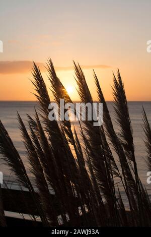 Pampas erba all'alba nel mese di febbraio sulla collina sopra Il porto di Cobb a Lyme Regis. Dorset Inghilterra GB Foto Stock