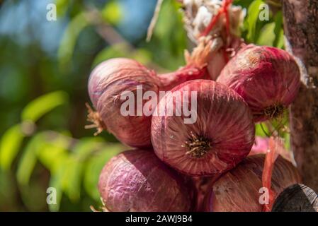 Mazzo di cipolle organiche appese al muro Foto Stock