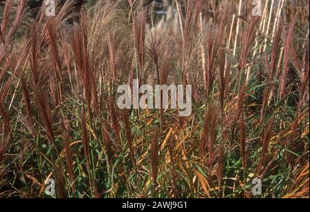 ERBA ARGENTATA VERGINE, MISCANTHUS SINENSIS 'PUNKTEN' Foto Stock