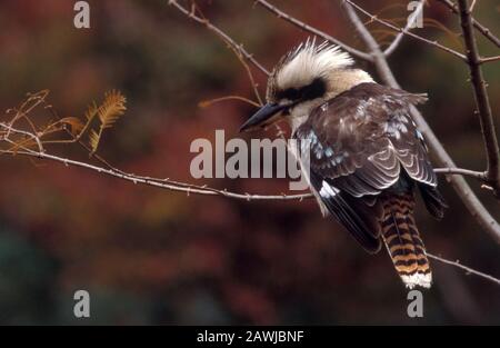 RIDENDO KOOKABURRA (DACELO) NELL'ALBERO, NUOVO GALLES DEL SUD, AUSTRALIA. Foto Stock