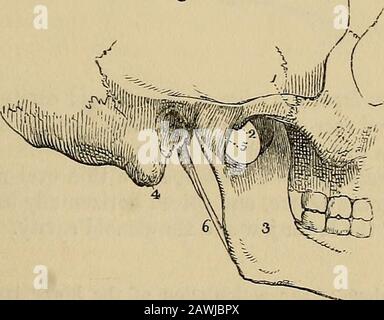 Il vademico dell'anatomista : un sistema di anatomia umana . e sull'asse; la perfetta libertà di movimento tra queste ossa è assicurata dalle due membrane sinovialmanti. La parte inferiore dell'anello, formata dal transeligamento con l'atlante, è minore della parte superiore, mentre la summitof del processo odontoide è maggiore della sua base; in modo che il processo sia trattenuto nella sua posizione dal legamento trasversale, quando gli altri legamenti sono tagliati. La misura in cui la rotazione della testa sull'asse può essere portata, è determinata dall'odontoide liga-ments. Il processo odontoide con il suo Foto Stock