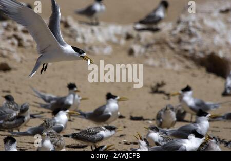 La più Grande Crested tern (Thalasseus bergii) adulto torna a nutrire è giovane con un piccolo pesce che ha appena catturato. Australia Occidentale Costiera. Foto Stock