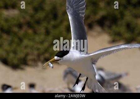 La più Grande Crested tern (Thalasseus bergii) adulto torna a nutrire è giovane con un piccolo pesce che ha appena catturato. Australia Occidentale Costiera. Foto Stock