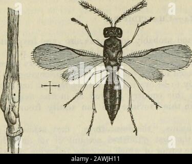 Ontario Sessional Papers, 1871-72, No.100. Ut è stato shewn soddisfacente dal Sig. Walsh che tutti questi Joint-Worms, eventtiough presentano occasionali variazioni di colore, sono da fare riferimento alla specie describedby Dr. Harris con il nome di Euri/foma [Isjsama] hordei. Per quanto riguarda il genere del in.sect (il primo dei due nomi scientifici), c'è stata anche molta discussione ; ma in una relazione di questo carattere non è necessario mettere in difficoltà il lettore con esso. Noi merelystation che noi riteniamo che l'insetto appartiene A Iso.^oma (a cui appartiene anche thegrad-SEE Foto Stock