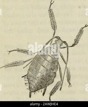 Ontario Sessional Papers, 1871-72, No. Fig. A-2.. Terially ; ma non è spesso che essi sono così abbondanti come tocause apprezzabile perdita. Come nel caso di ^le. 63. Apple Aphis i rimedi per le creature the.se sono principalmente quelli forniti dalla natura. I reme-die artificiali, come ad esempio il withlime o lo zolfo, sarebbero ovviamente impraticabili nel caso di un grande campo di grano; e anche se fattibile, il tempo di costine e di manodopera difficilmente sarebbero la fig. 54. Controbilanciato dalle ridotte strade di questi minuti depredatori. I rimedi naturali consistono di vari- Foto Stock