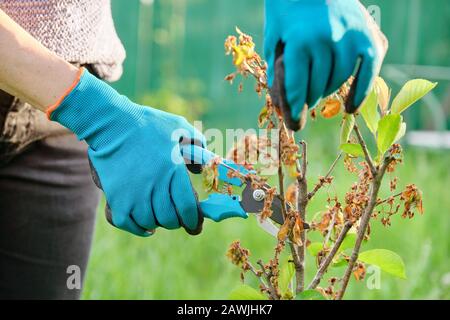 Giardinieri mani con secateurs, taglio rami secchi da giovane albero di frutta Foto Stock