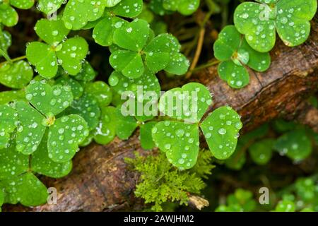 Wood Sorrel (Oxalis acetosella) su un pavimento boschivo dopo la pioggia in tarda estate. Foto Stock