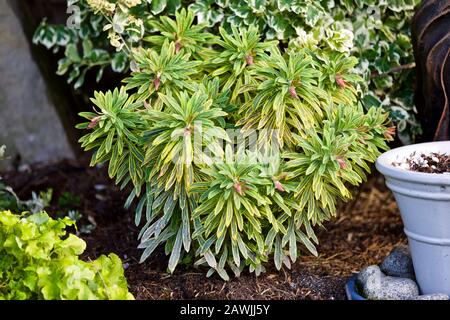 Euphorbia x martini " Ascot Rainbow' Foto Stock