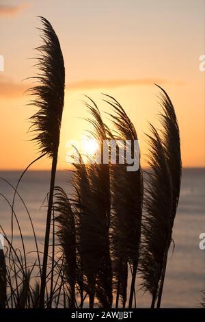 Pampas erba all'alba nel mese di febbraio sulla collina sopra Il porto di Cobb a Lyme Regis. Dorset Inghilterra GB Foto Stock